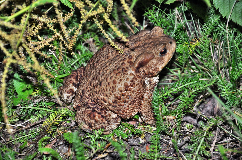 Obóz Rekreacyjno Sportowy w Sarnówku