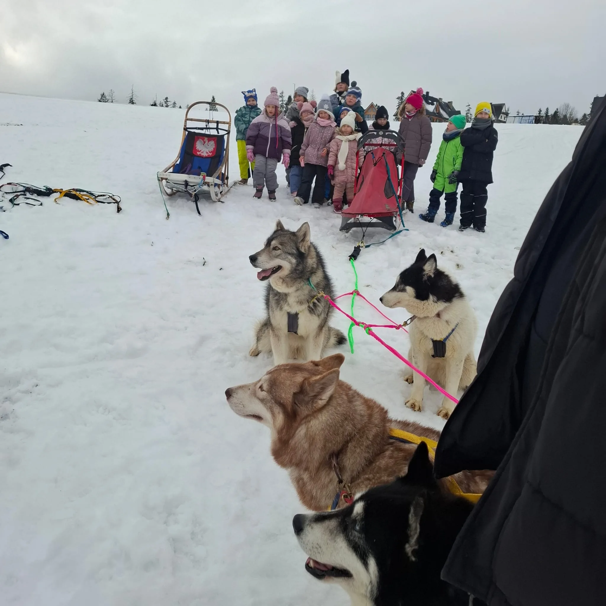 25.01-31.01.2026 Obóz zimowy z psami zaprzęgowymi