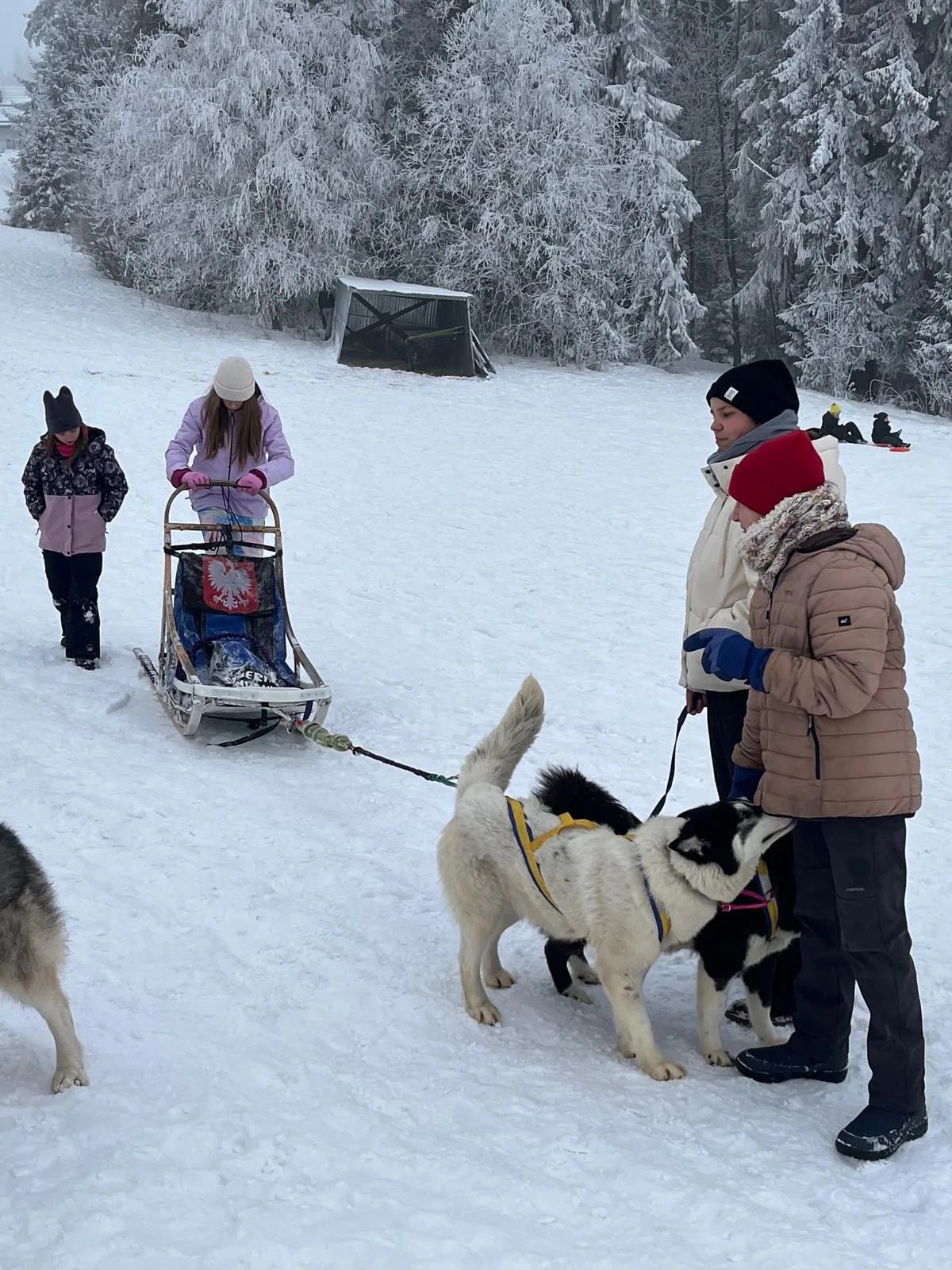 25.01-31.01.2026 Obóz zimowy z psami zaprzęgowymi
