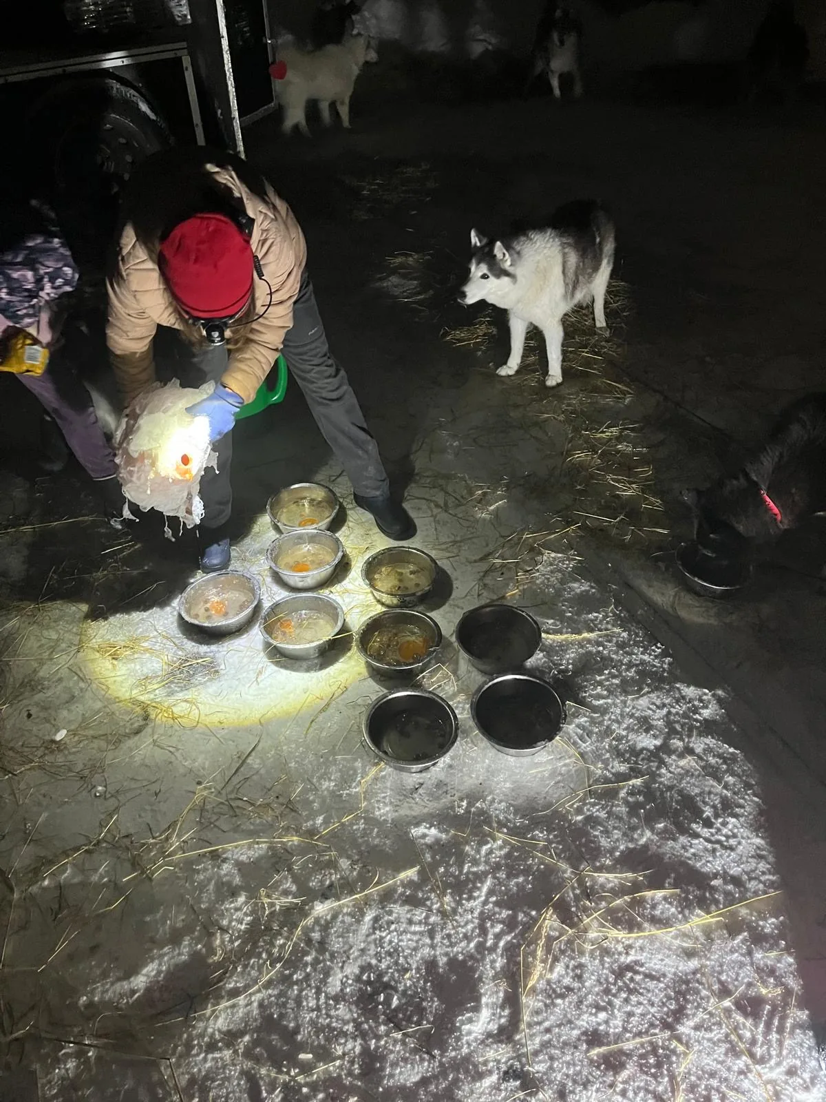 25.01-31.01.2026 Obóz zimowy z psami zaprzęgowymi