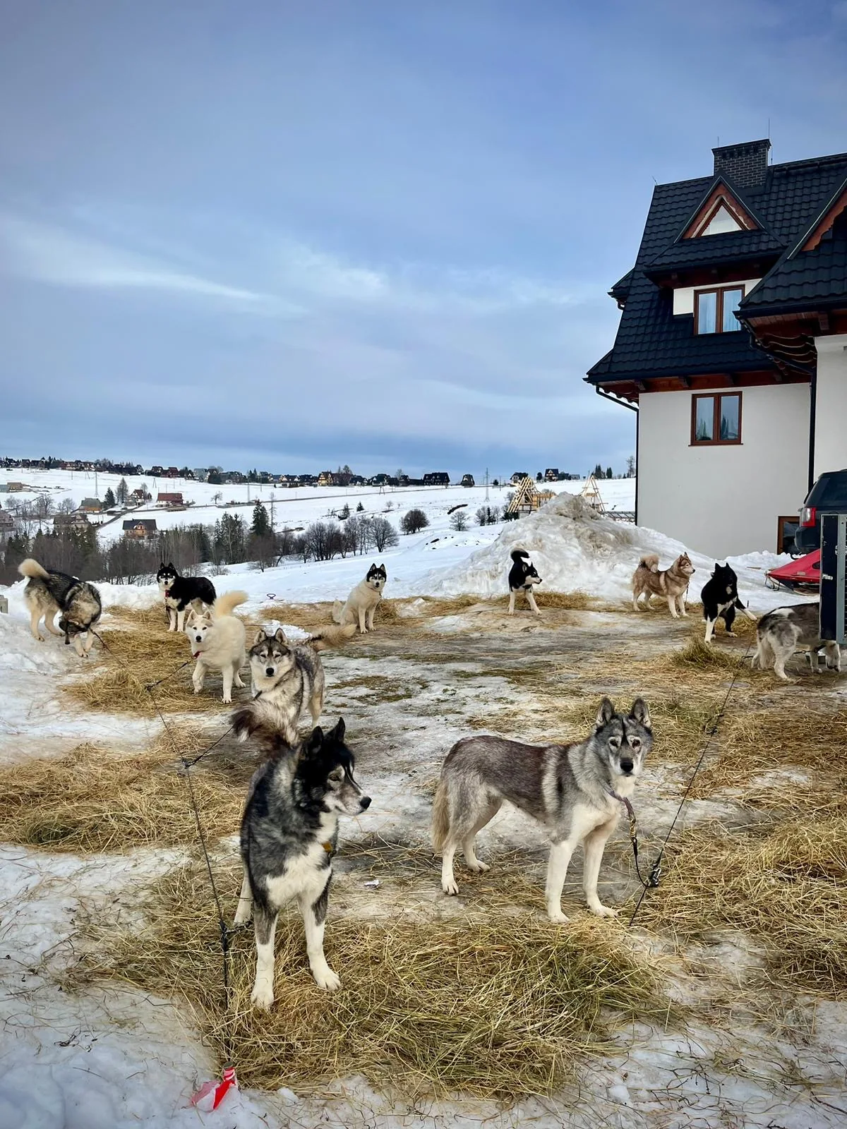 25.01-31.01.2026 Obóz zimowy z psami zaprzęgowymi