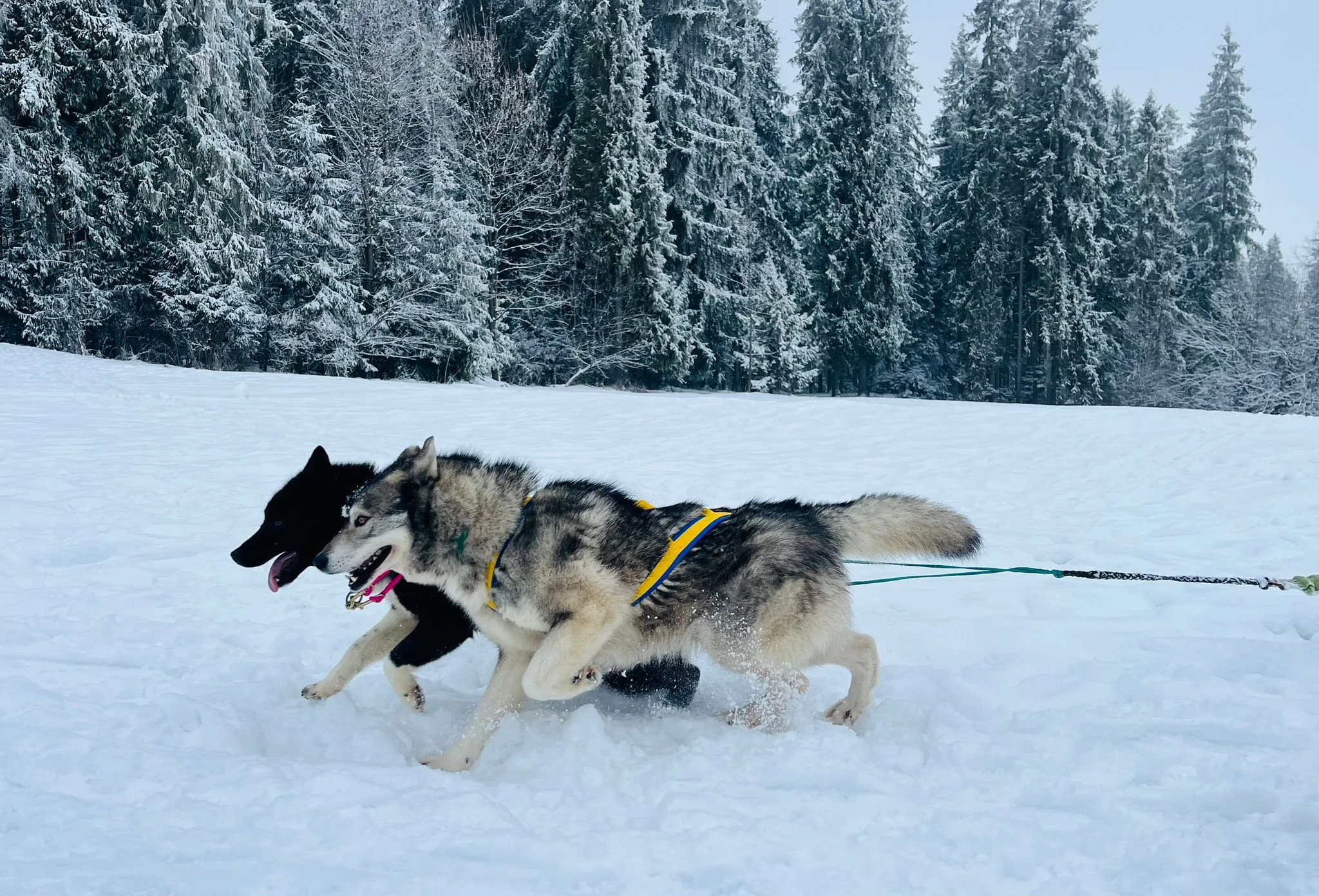 25.01-31.01.2026 Obóz zimowy z psami zaprzęgowymi