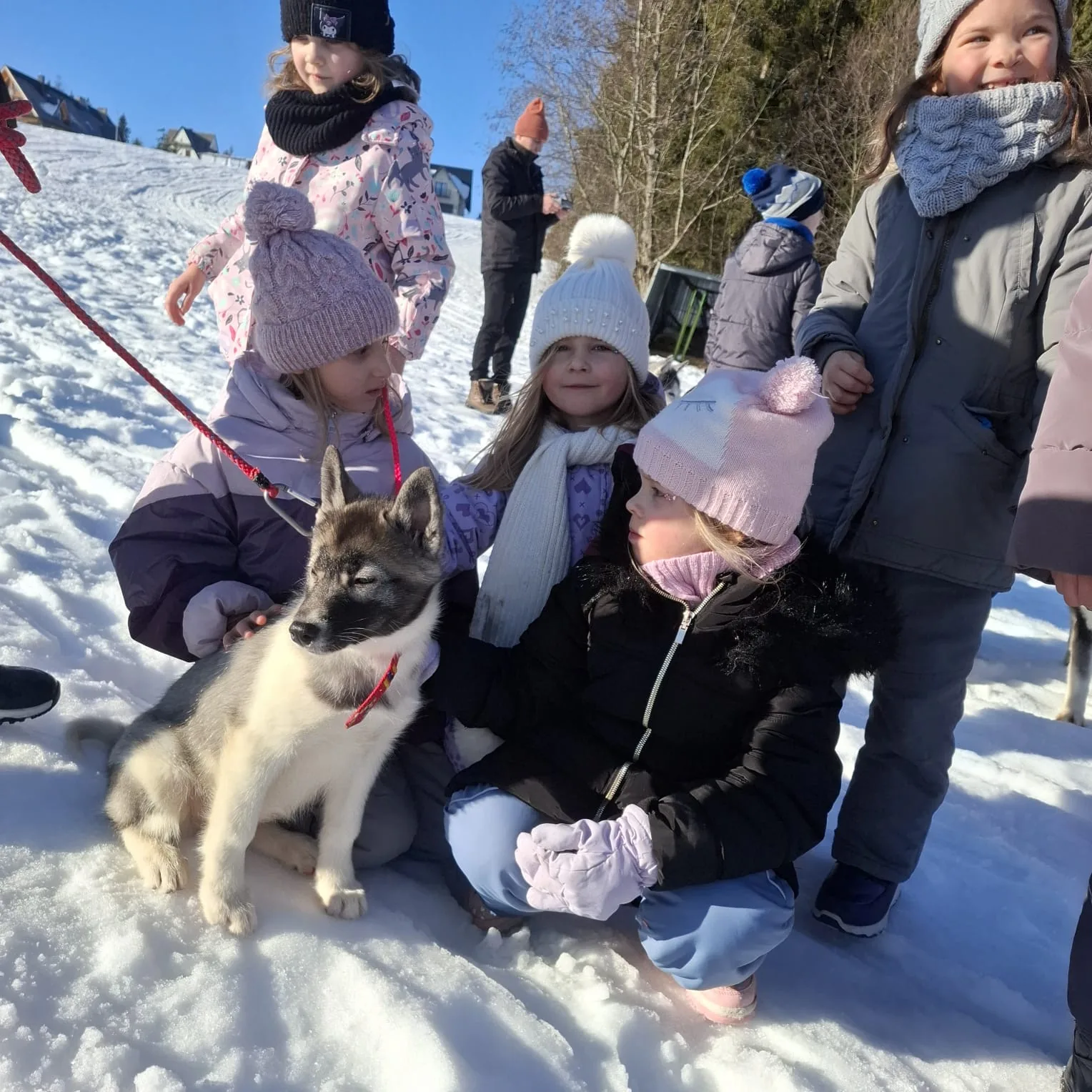 25.01-31.01.2026 Obóz zimowy z psami zaprzęgowymi