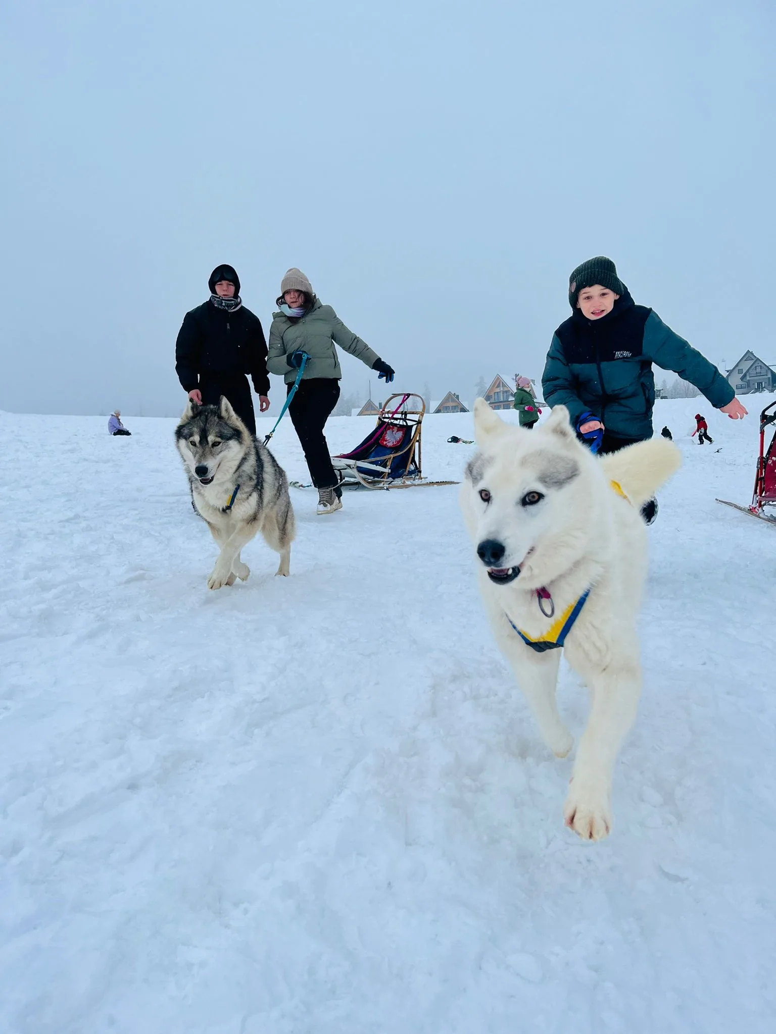 25.01-31.01.2026 Obóz zimowy z psami zaprzęgowymi