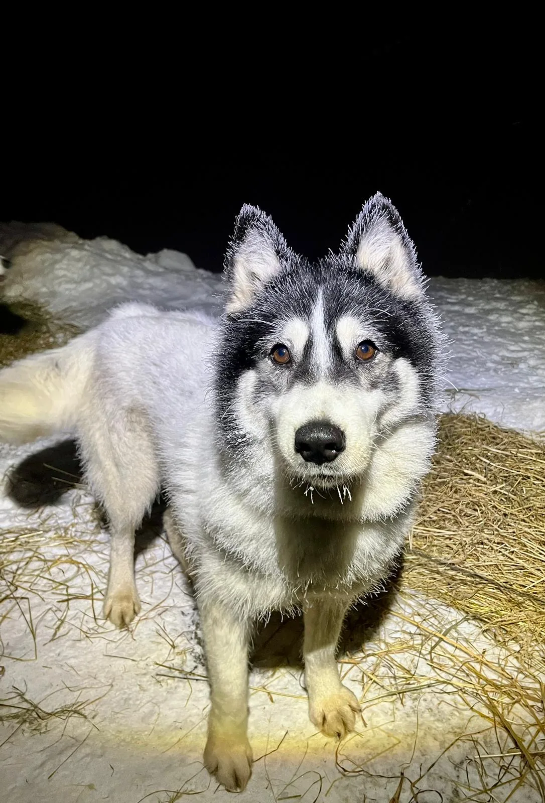 25.01-31.01.2026 Obóz zimowy z psami zaprzęgowymi