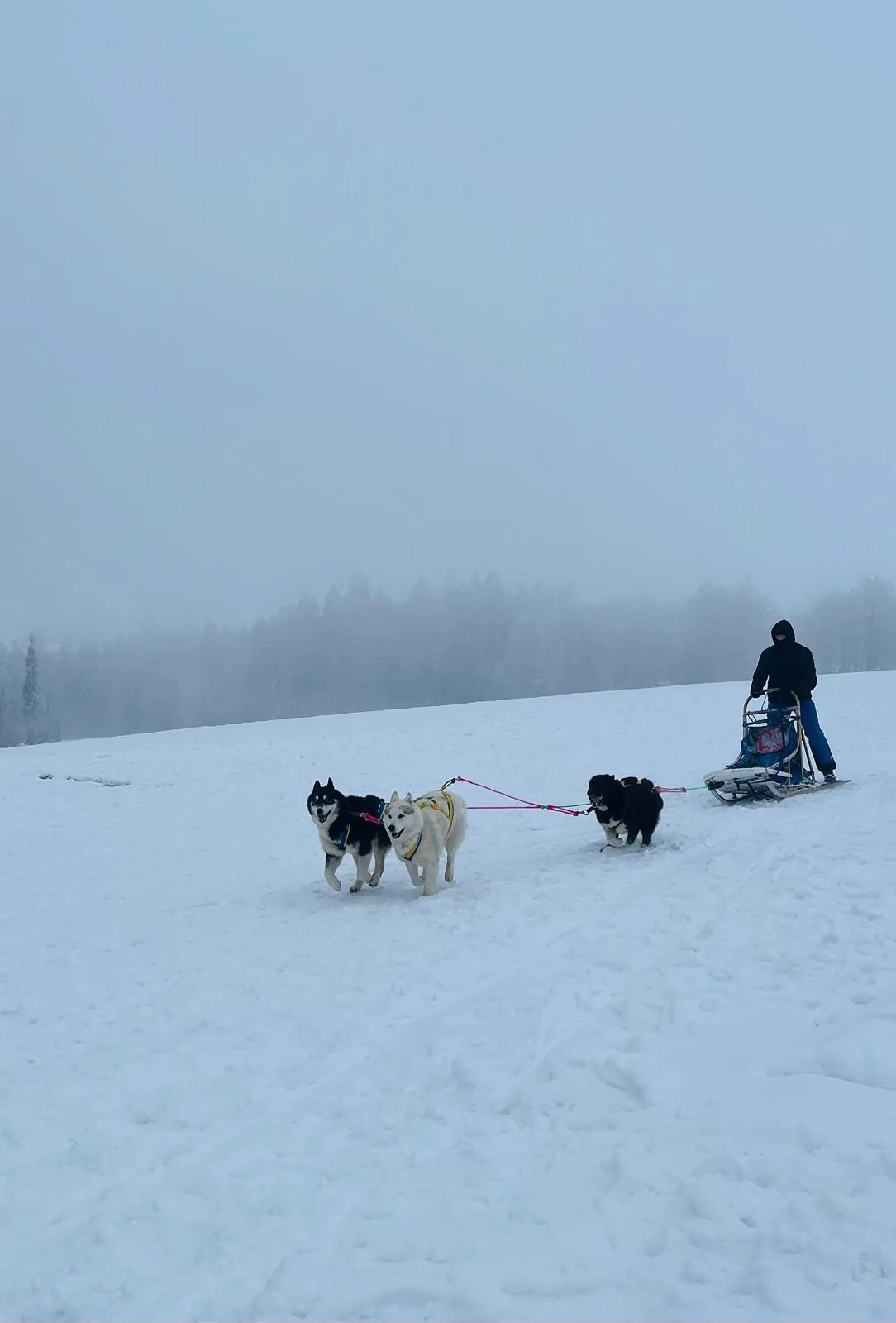 25.01-31.01.2026 Obóz zimowy z psami zaprzęgowymi