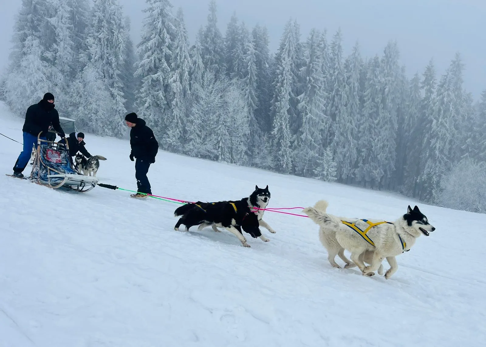 25.01-31.01.2026 Obóz zimowy z psami zaprzęgowymi