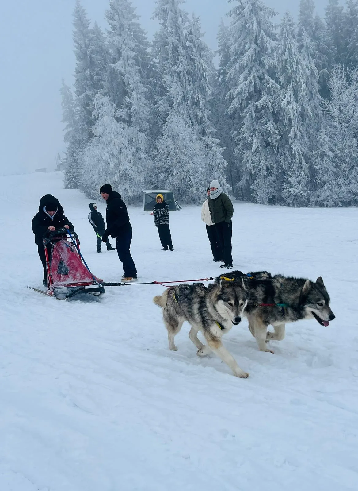 25.01-31.01.2026 Obóz zimowy z psami zaprzęgowymi