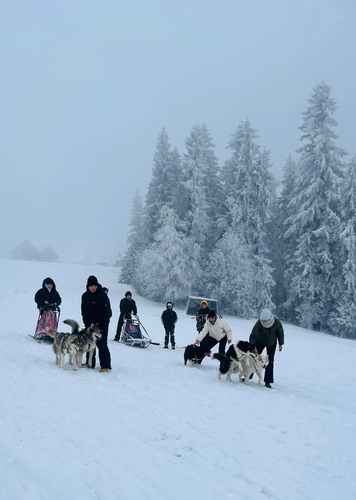 25.01-31.01.2026 Obóz zimowy z psami zaprzęgowymi