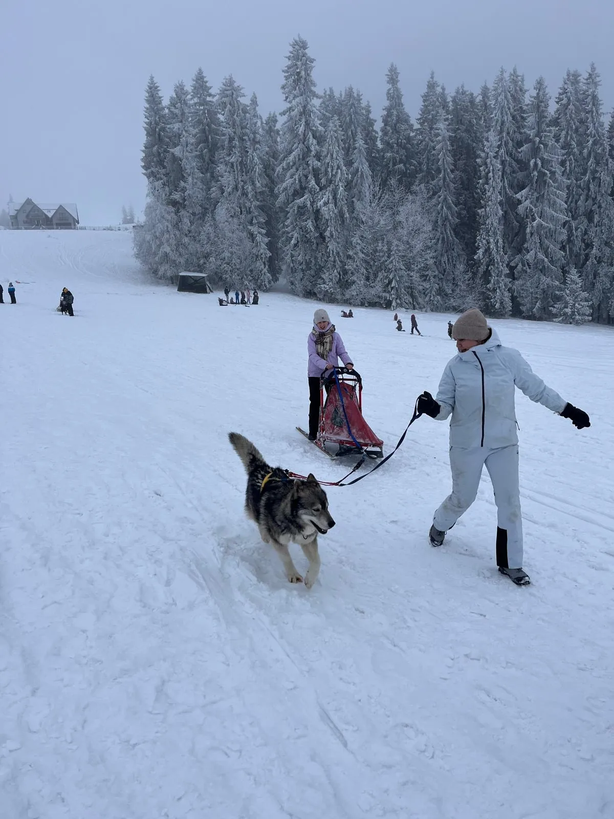 25.01-31.01.2026 Obóz zimowy z psami zaprzęgowymi