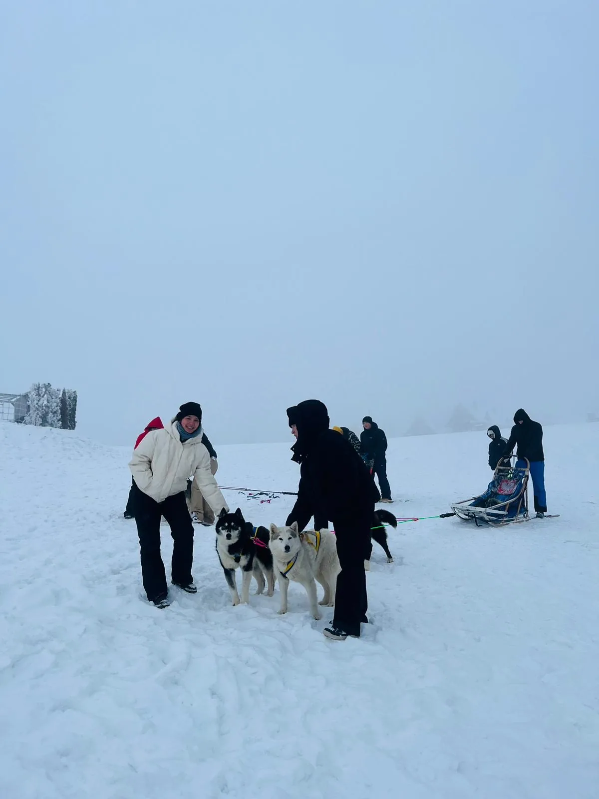25.01-31.01.2026 Obóz zimowy z psami zaprzęgowymi