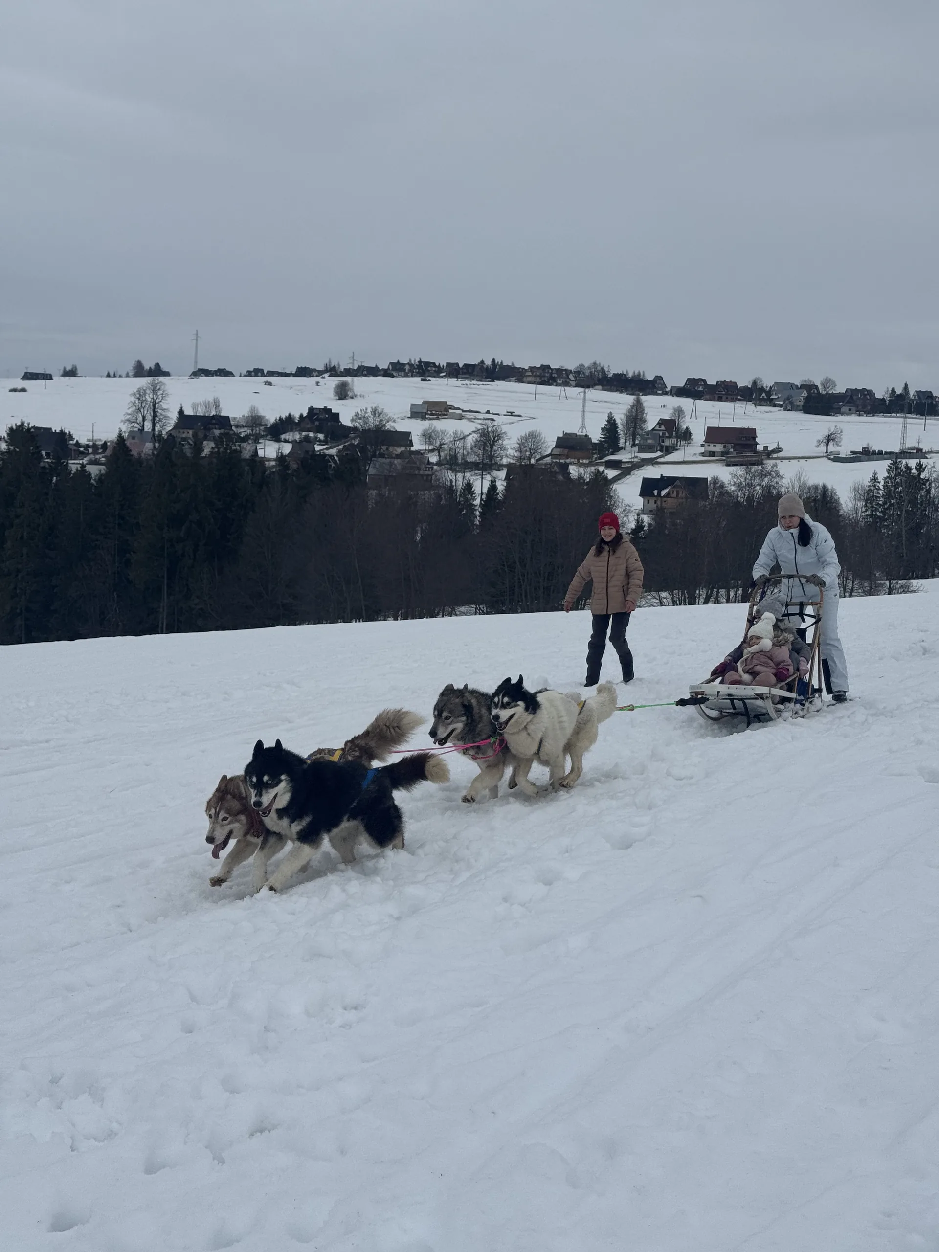 25.01-31.01.2026 Obóz zimowy z psami zaprzęgowymi