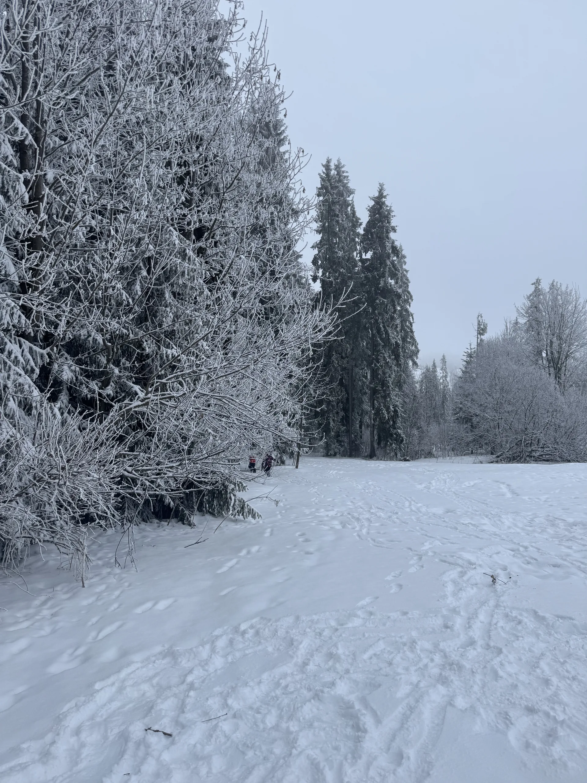 25.01-31.01.2026 Obóz zimowy z psami zaprzęgowymi