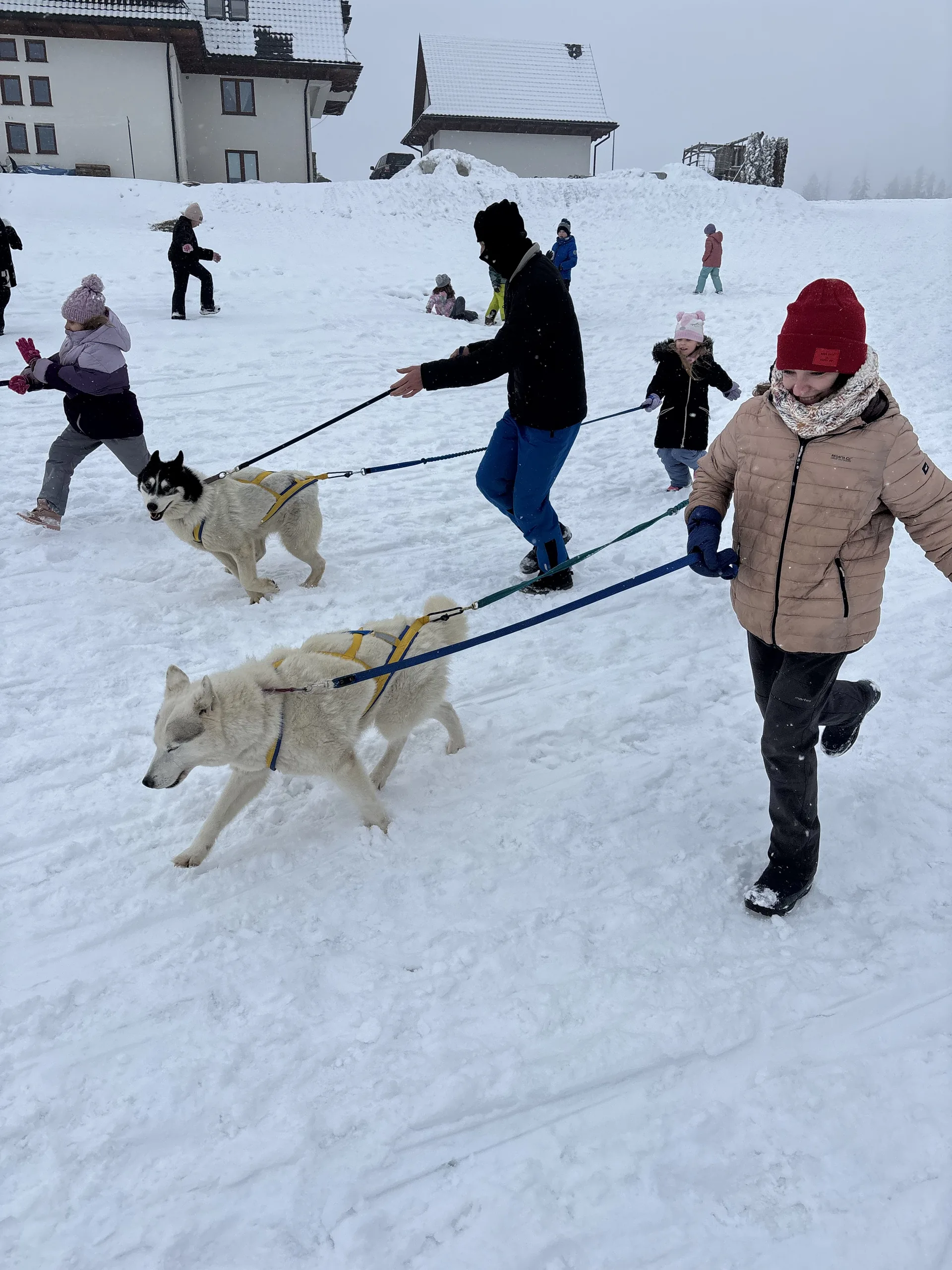 25.01-31.01.2026 Obóz zimowy z psami zaprzęgowymi