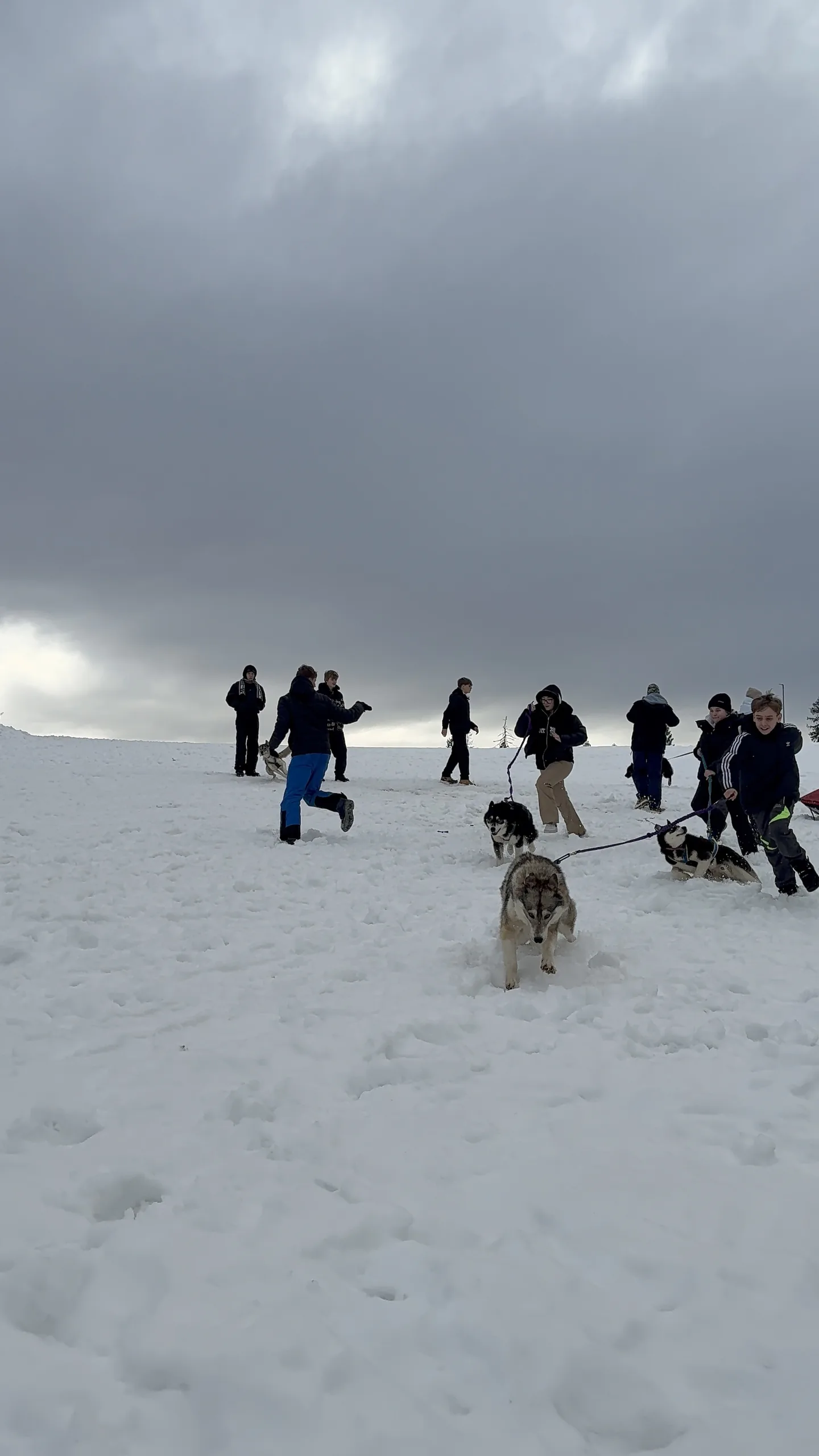 25.01-31.01.2026 Obóz zimowy z psami zaprzęgowymi