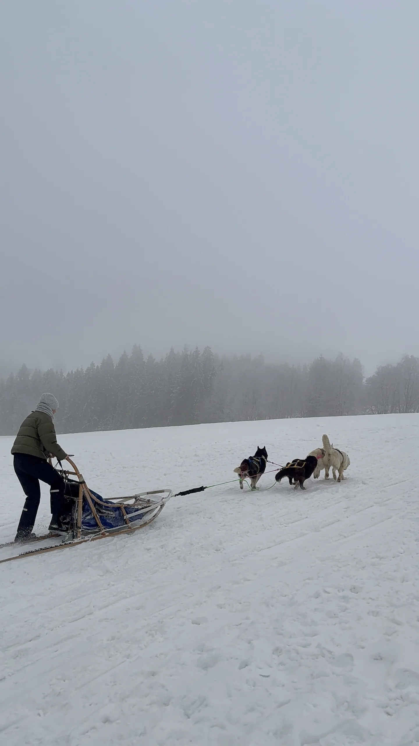 25.01-31.01.2026 Obóz zimowy z psami zaprzęgowymi