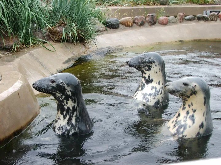 21.06 - 04.07.2009 Obóz rekreacyjny w Stegnie