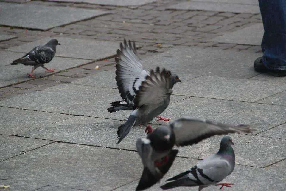 16.07 - 29.07.2012 Obóz rekreacyjny w Stegnie