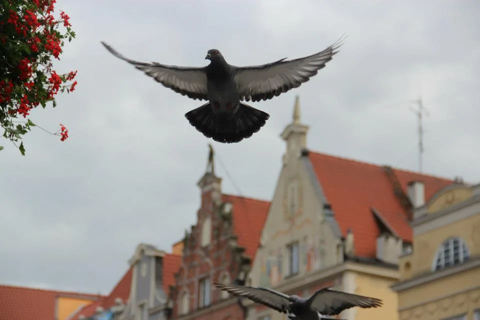 16.07 - 29.07.2012 Obóz rekreacyjny w Stegnie