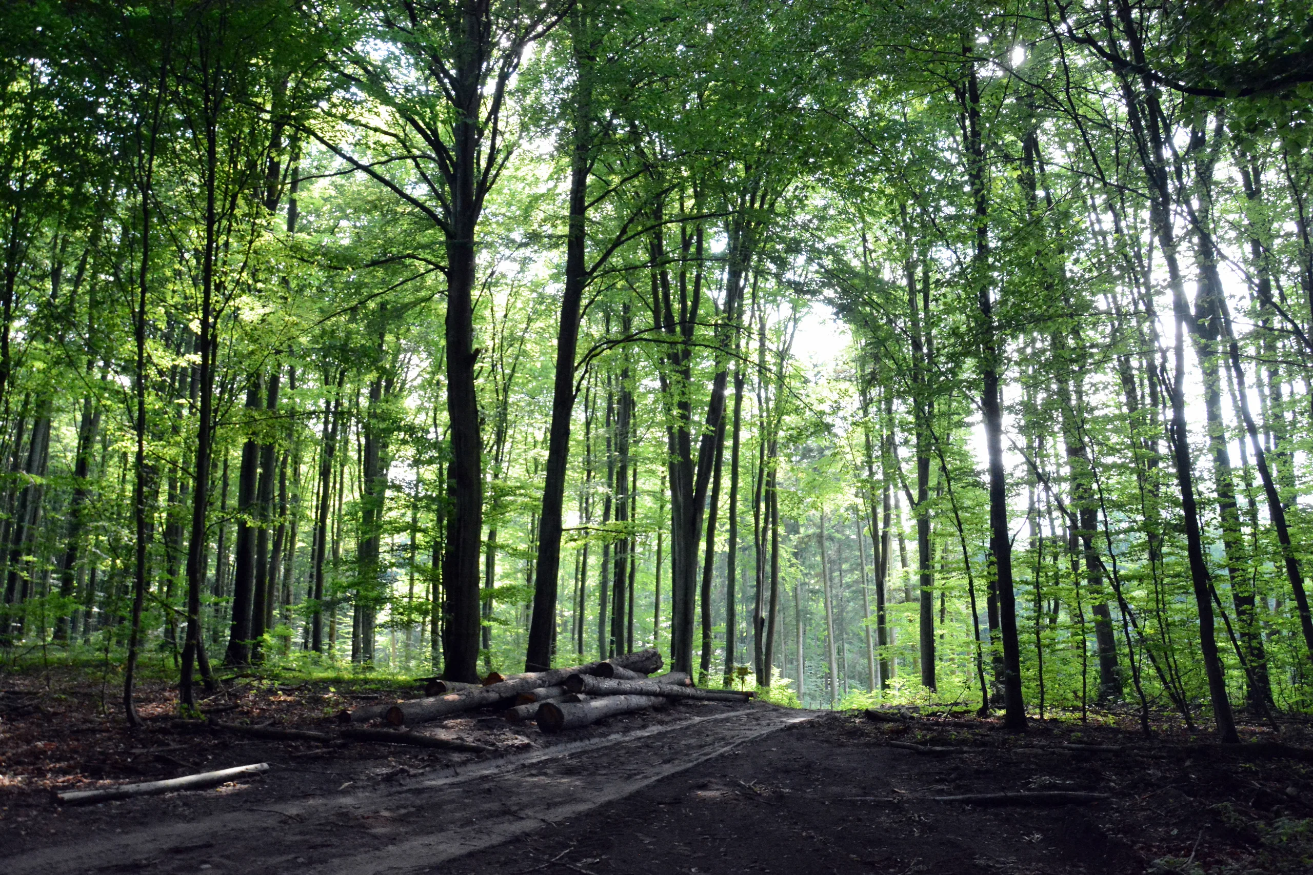05.07 - 15.07.2018 Obóz rekreacyjno sportowy w Sarnówku