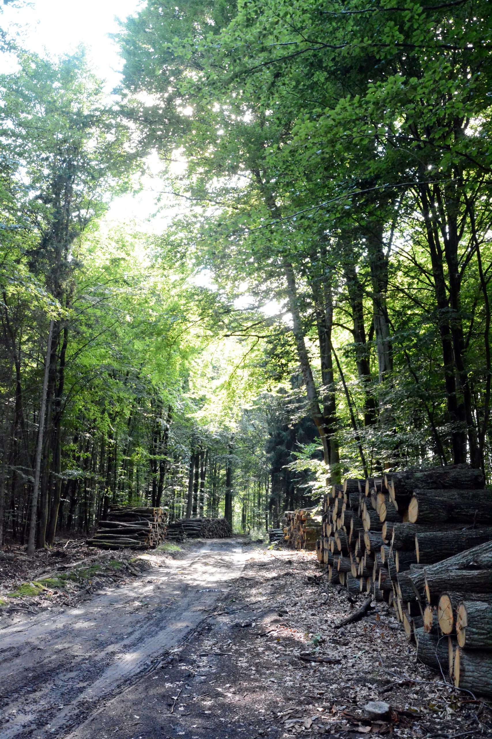 05.07 - 15.07.2018 Obóz rekreacyjno sportowy w Sarnówku