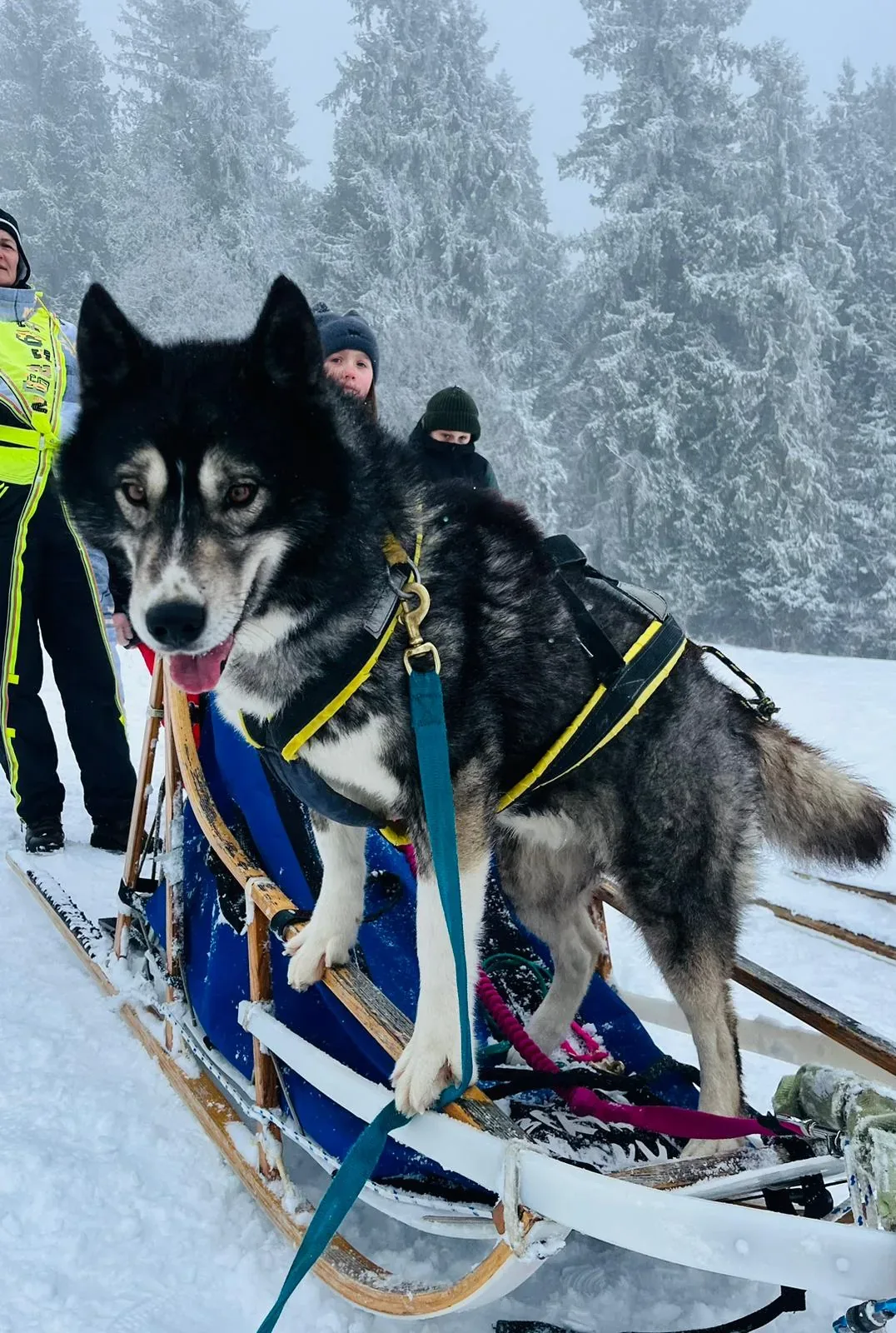 25.01-31.01.2026 Obóz zimowy z psami zaprzęgowymi