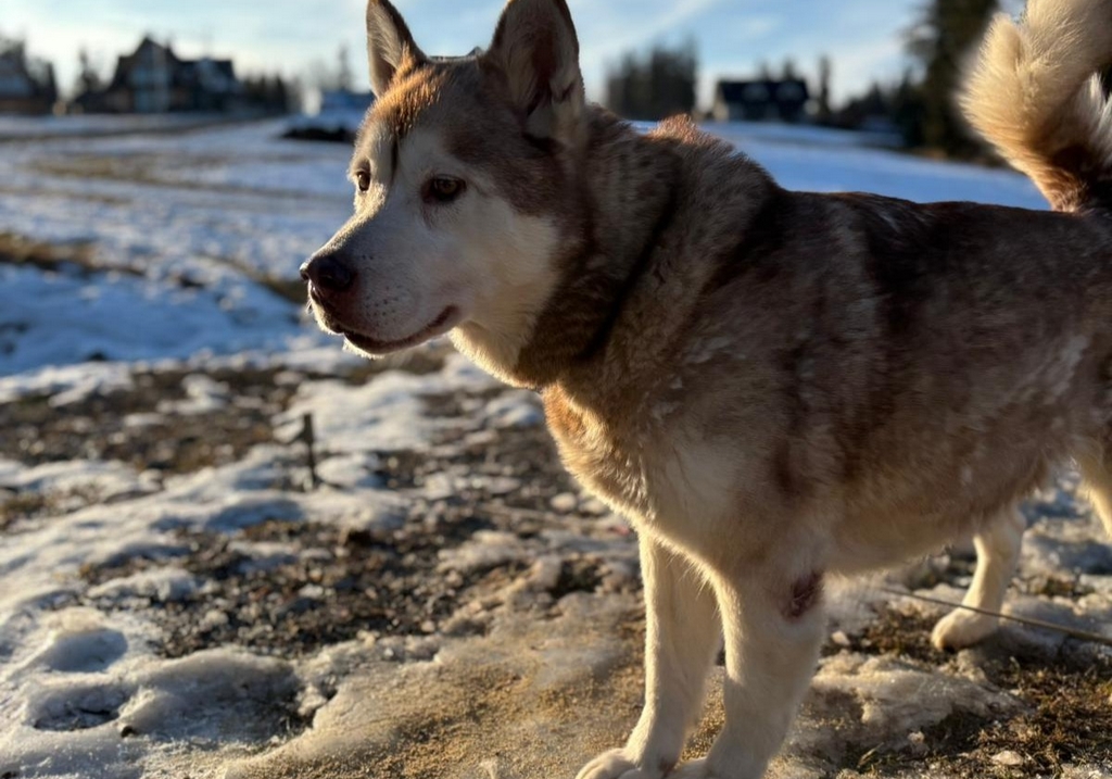 25.01 - 31.01. 2026 Obóz zimowy z psami zaprzęgowymi - Ząb